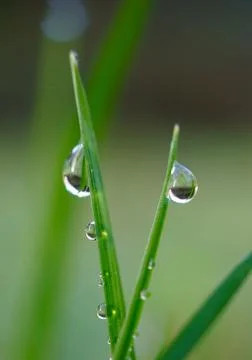 Drops on the green grass Stock Photos