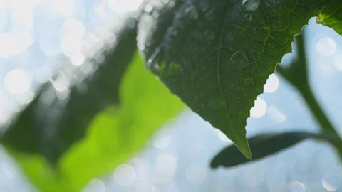 Drops on a green leaf Stock Footage 195853999