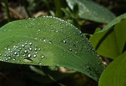 Drops on green leaf Foto stock