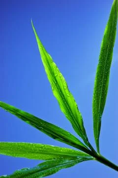 Drops on green leaf Foto stock