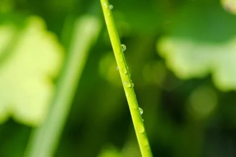 Drops on green leaf Stock Photos