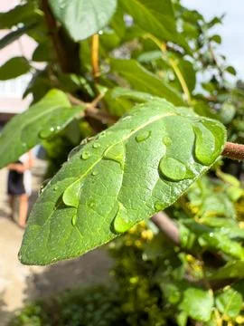 Drops on a green leaf 스톡 사진