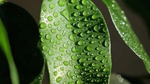 Drops on green leaves. Ficus tree. Drops. Dew Stock Footage 160570896