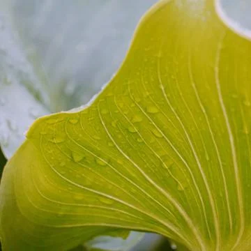 Drops on the green leaves Stock Photos