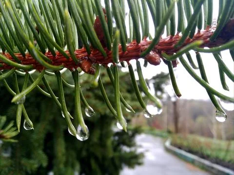 Drops on green pine. Foto stock