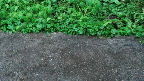 Drops of heavy rain drip onto the concrete surface Stock Footage 210226145