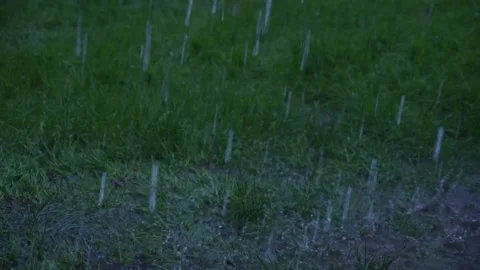 Drops of heavy rain fall on the green lawn Video stock 131967100