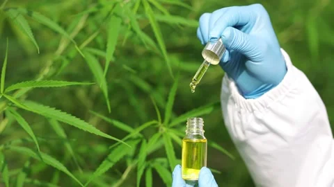 Drops of Hemp oill, CBD cannabis oil in pipette,    medical marijuana  concep Stock Footage 195982876