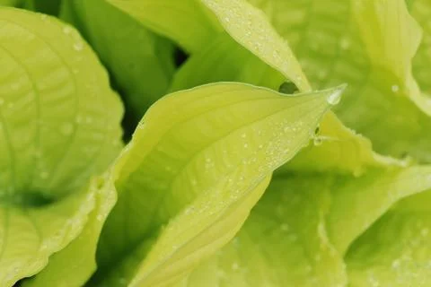Drops on hosta leaf Foto stock