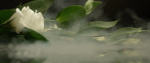 Drops of ice fall on a white rose lying on a dark surface. Stock Footage 106005520