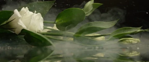 Drops of ice fall on a white rose lying on a dark surface. Stock Footage 106005601