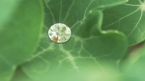 Drops On A Large Green Leaf Video stock 211805675