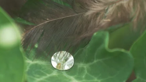 Drops On A Large Green Leaf Video stock 211805843