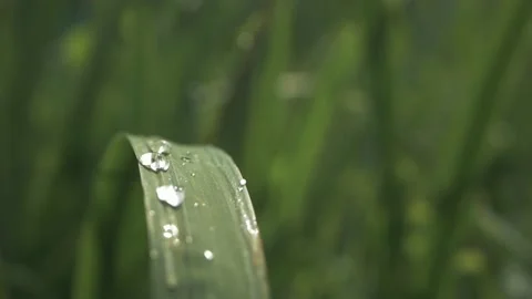 Drops On A Large Green Leaf Video stock 211805851