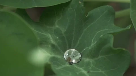 Drops On A Large Green Leaf Stock Footage 211806495