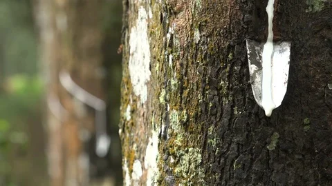 Drops of latex dripping from a rubber tree on estate in Indonesia Video stock 78428626