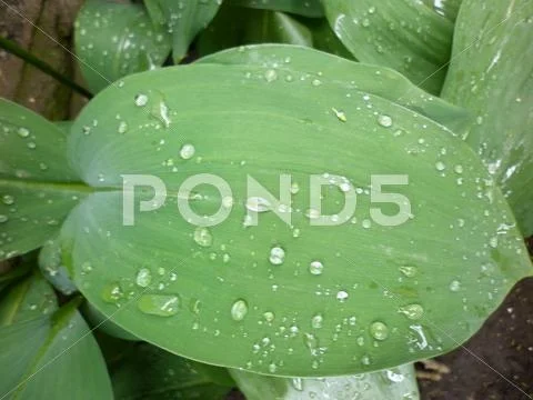 Drops on a Leaf 1 Stock Photos