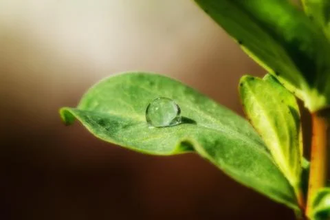 Drops on a leaf after the rain Foto stock