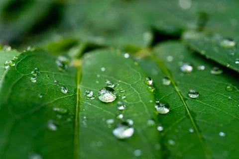 Drops on a leaf after rain Stock Photos