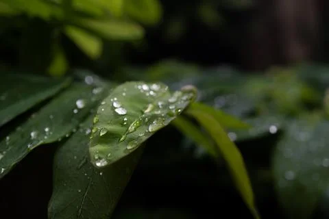 Drops on a leaf after rain Stock Photos