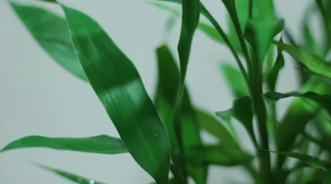 Drops on a leaf Stock Footage 35501565