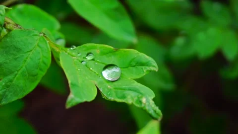 Drops on the leaf Stock Footage