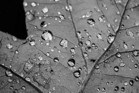 Drops on leaf macro in black and white Stock Photos