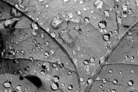 Drops on leaf macro in black and white Stock Photos