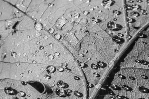 Drops on leaf macro in black and white Stock Photos
