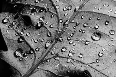 Drops on leaf macro in black and white Stock Photos