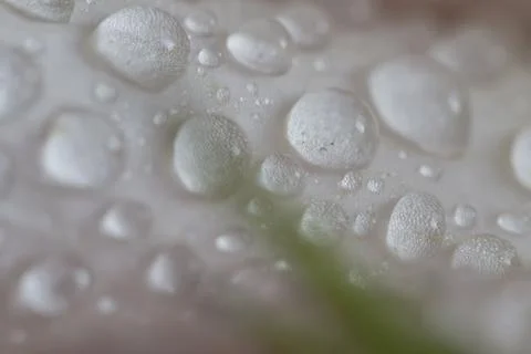 Drops on leaf Фото