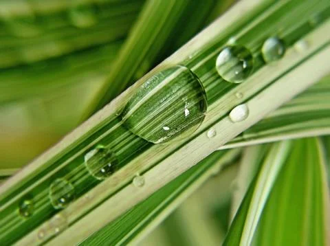 Drops on the leaf Foto stock