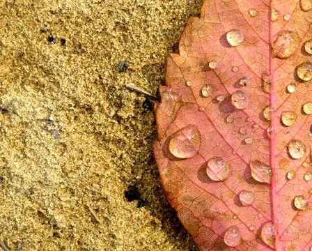 Drops on a Leaf Stock Photos
