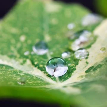 Drops on a leaf Stock Photos