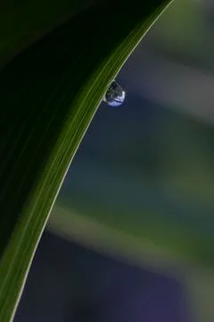 Drops on leaf Stock Photos