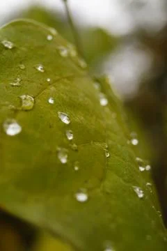 Drops on the leaf Stock Photos
