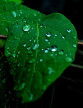 Drops on leaf Stock Photos