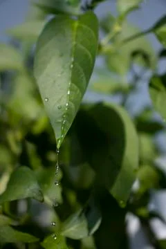 Drops from the leaf Stock Photos