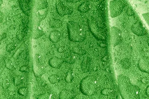 Drops on leaf Stock Photos