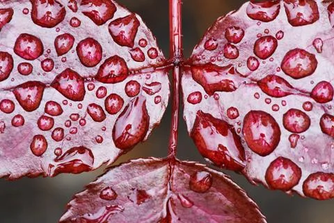 Drops on the leaf Foto stock