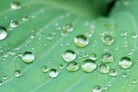 Drops on the leaf Photos