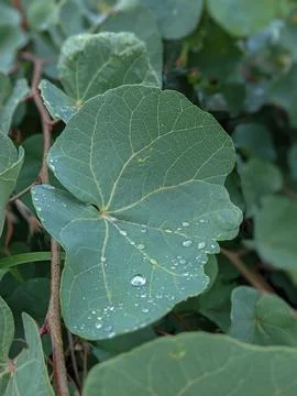 Drops on leaf Stock Photos