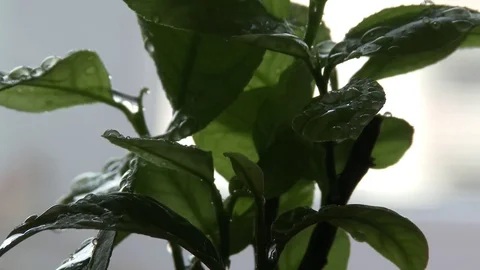 Drops on the leafs 스톡 동영상 77955233