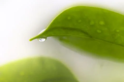 Drops on the leave with blurred background. Abstract spring background. Stock Photos