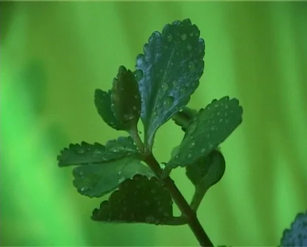 Drops in leaves Video stock 311376