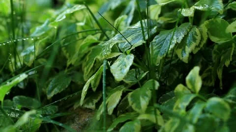 Drops On Leaves Stock Footage 12154113