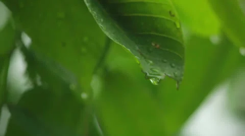Drops on leaves Stock Footage 24744483