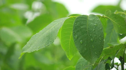 Drops on leaves Stock Footage 24744516