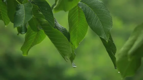 Drops on leaves Stock Footage 24744540