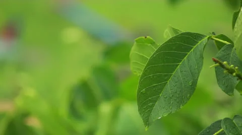 Drops on leaves Stock Footage 24744558